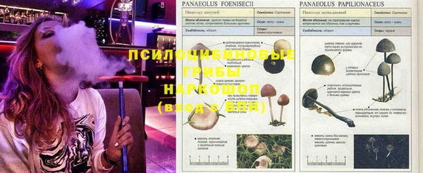 бошки Аркадак
